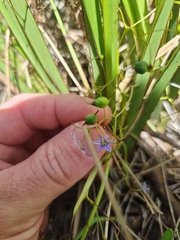 Dianella brevipedunculata