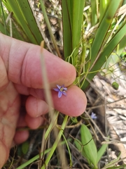 Dianella brevipedunculata