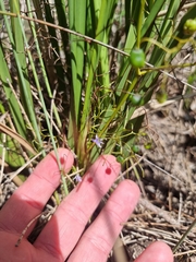 Dianella brevipedunculata