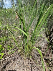 Dianella brevipedunculata