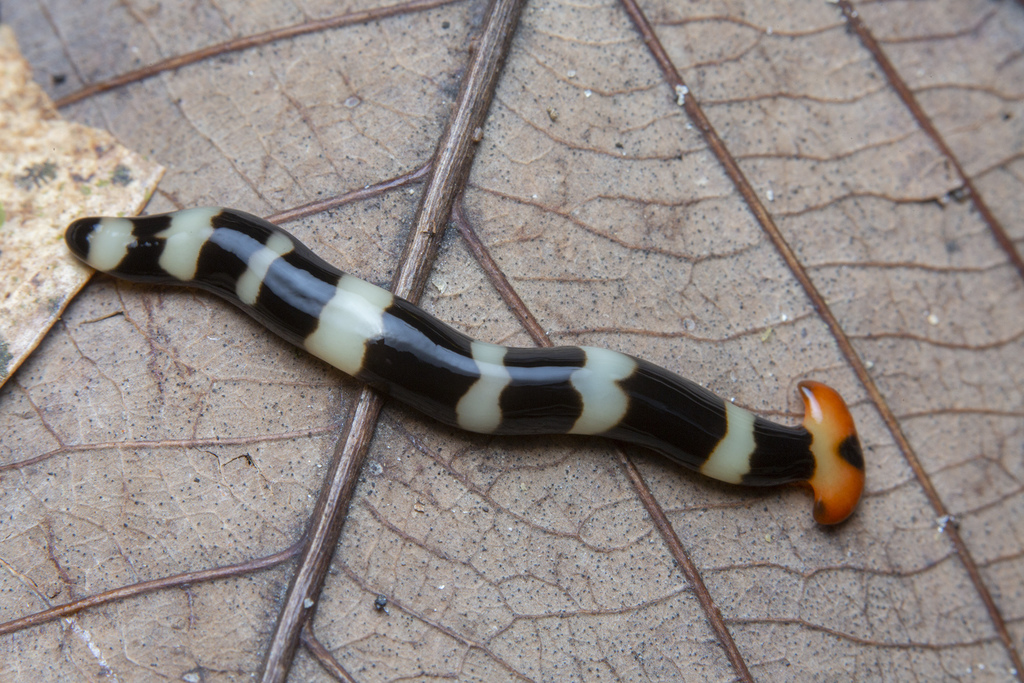 Diversibipalium