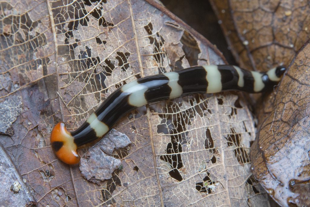 Hammerhead Worms
