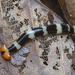 Hammerhead Worms - Photo (c) budak, some rights reserved (CC BY-NC), uploaded by budak