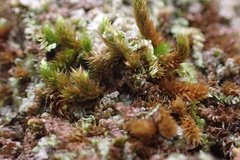 Frullania ericoides