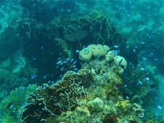 Pomacentrus coelestis