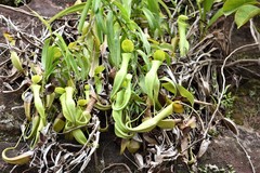 Nepenthes reinwardtiana