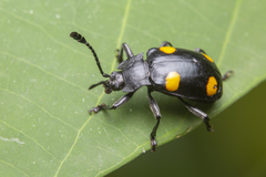 Eumorphus quadriguttatus