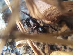 Corinnoidea