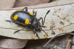 Eumorphus quadriguttatus