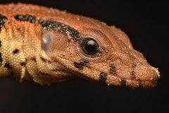Varanus dumerilii