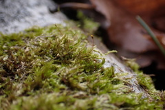 Sematophyllum adnatum