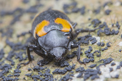 Episcapha quadrimacula