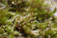 Sematophyllum adnatum
