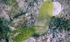 Halophila decipiens