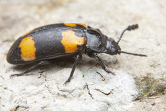 Episcapha quadrimacula