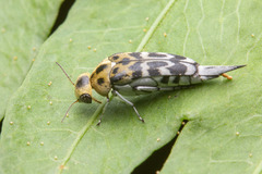 Glipa malaccana