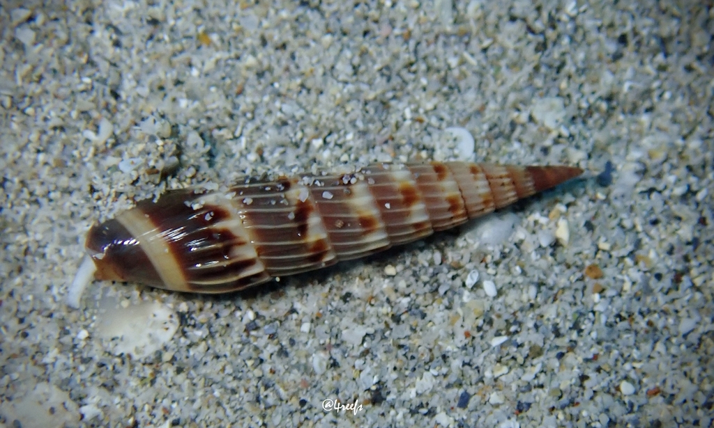 Hastula matheroniana