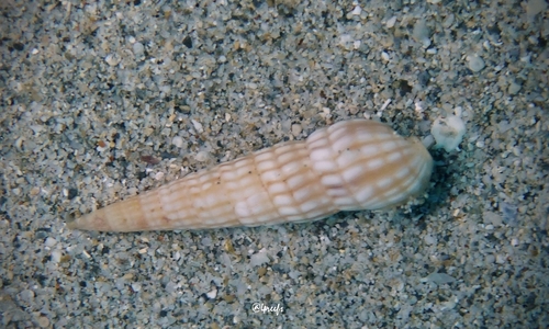 Terebra cerithina observed 2021-12-31