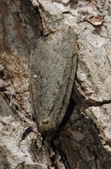 Paleacrita merriccata