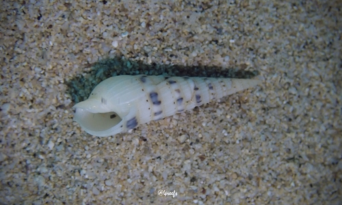 Terebra maculata observed 2021-12-31