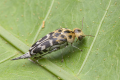 Glipa malaccana
