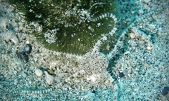 Ophiactis