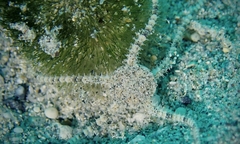 Ophiactis
