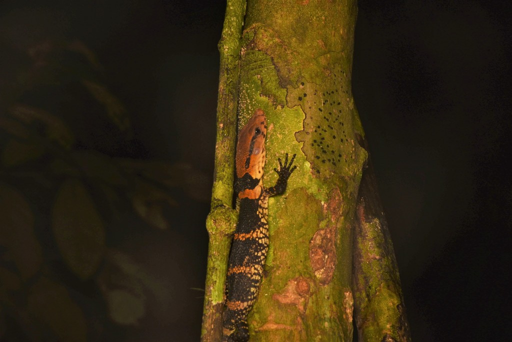 Dumeril Monitor