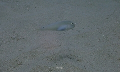 Cymolutes lecluse