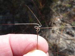 Aristida tuberculosa