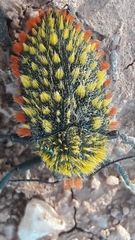 Julodis cirrosa cirrosa