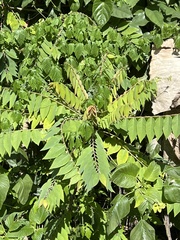 Phyllanthus acidus