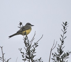 Tyrannus melancholicus