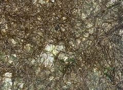 Melanosiphon intestinalis