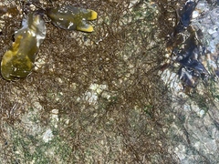 Melanosiphon intestinalis