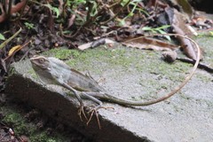 Bronchocela jubata