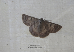 Crypsiphona