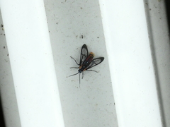 Phoenicoprocta vacillans