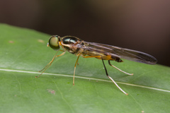Ptecticus longipennis