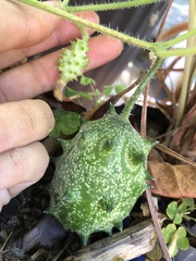 Momordiceae