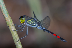 Agrionoptera sexlineata