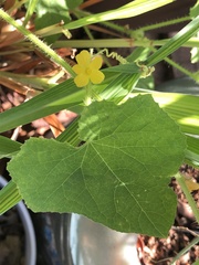 Momordiceae