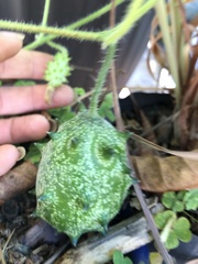 Momordiceae
