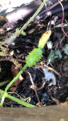 Momordiceae