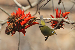 Zosterops virens virens