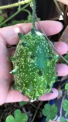Momordiceae