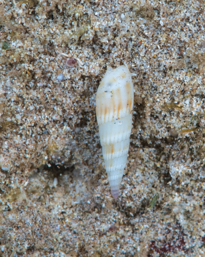 Hastula albula observed 2021-12-31