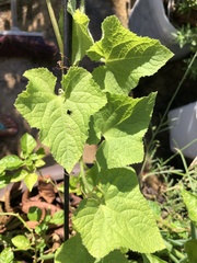 Momordiceae