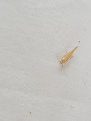 Stathmopoda skelloni