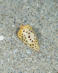 Conus pulicarius